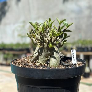 1409 19 Arabicum Dinossaur - Adulta