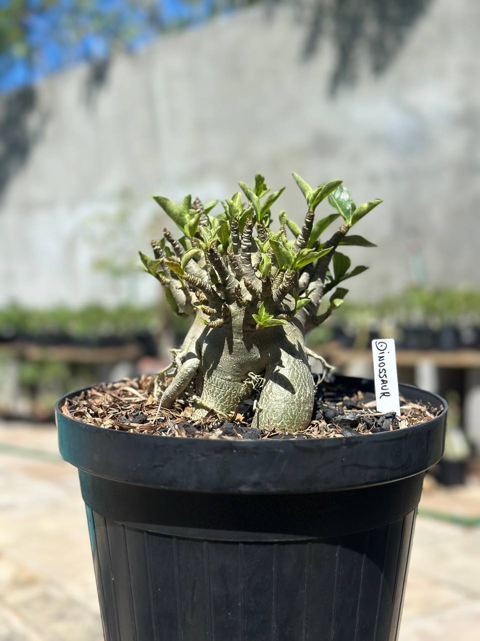 1409 19 Arabicum Dinossaur - Adulta