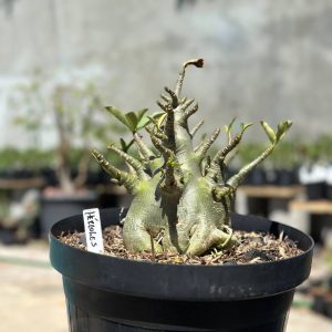 1409 21 Arabicum Hércules - Adulta
