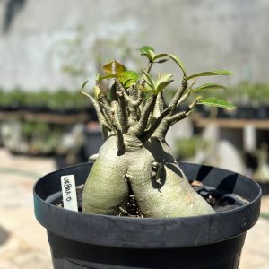 1409 23 Arabicum Urbano - Adulta