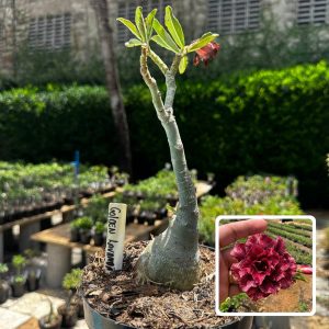 1509 10 Big Caudex Golden lavanda