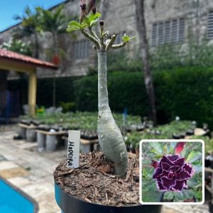 1509 29 Big Caudex Madeira