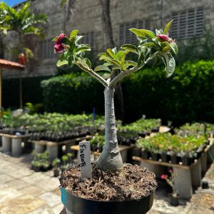 1509 33 Big Caudex Florente