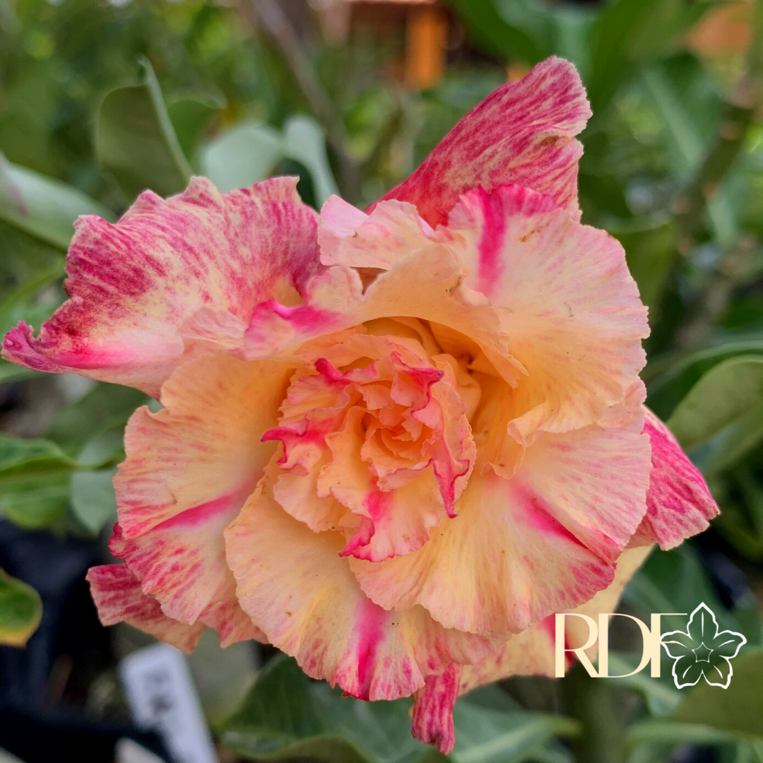 Podadinha - Rosa do Deserto Beauty - Imagem 6