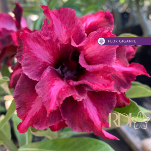 Podadinha - Rosa do Deserto Crimson Tide (Rosa Perfumada)