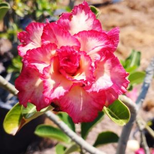 Podadinha - Rosa do Deserto Miss Fortaleza (Vermelha)