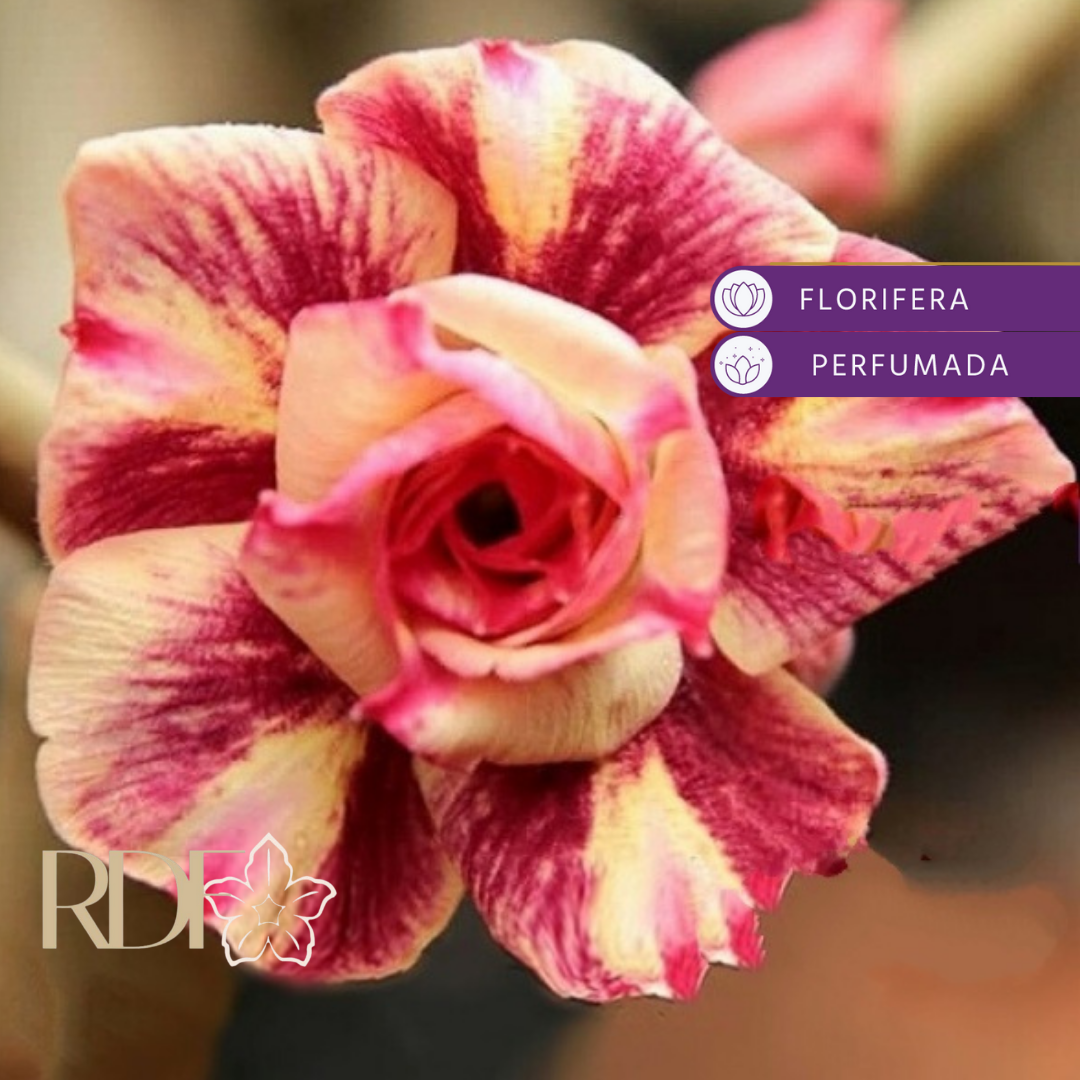 0909 18 Big Caudex Chocolate - Imagem 2