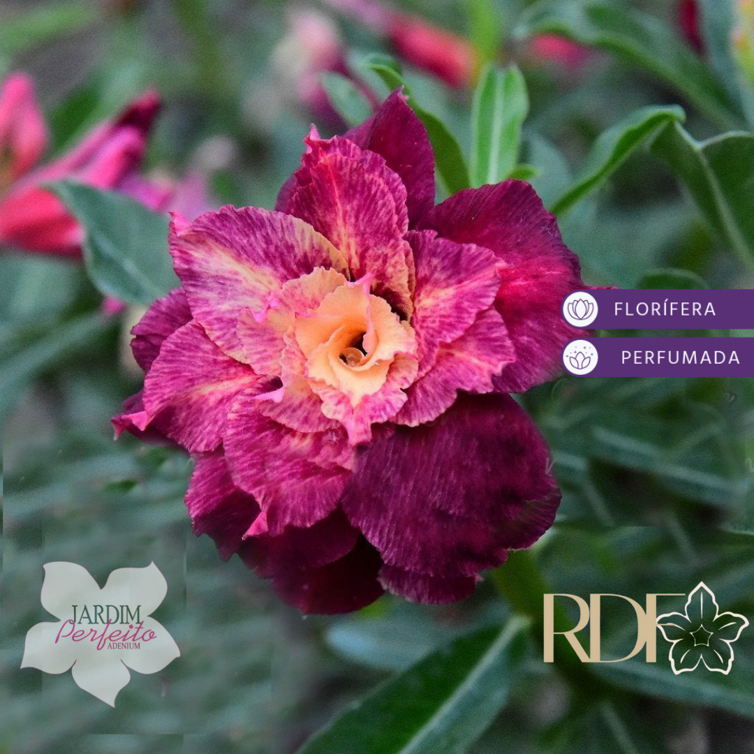 1109 02 Socotra La Pallete - Imagem 2