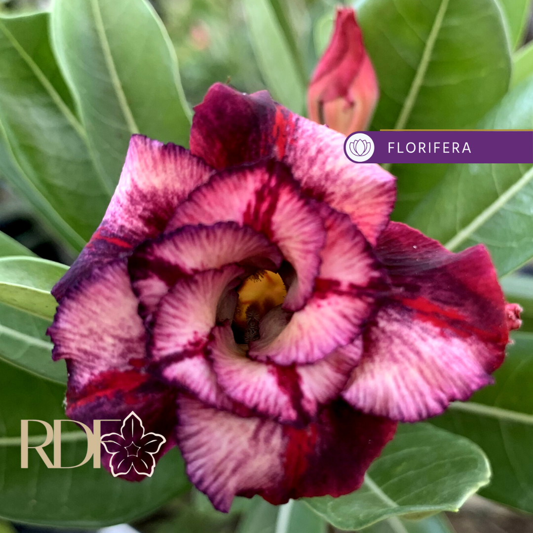 Avaria - Rosa do Deserto Ziyan RC 197