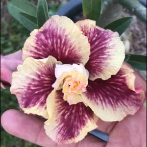 Podadinha - Rosa do Deserto Menina Veneno (Amarela)