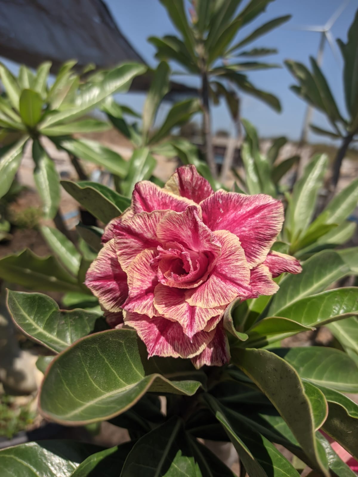 Podadinha - Rosa do Deserto Kr 54 (Rosa Florífera)