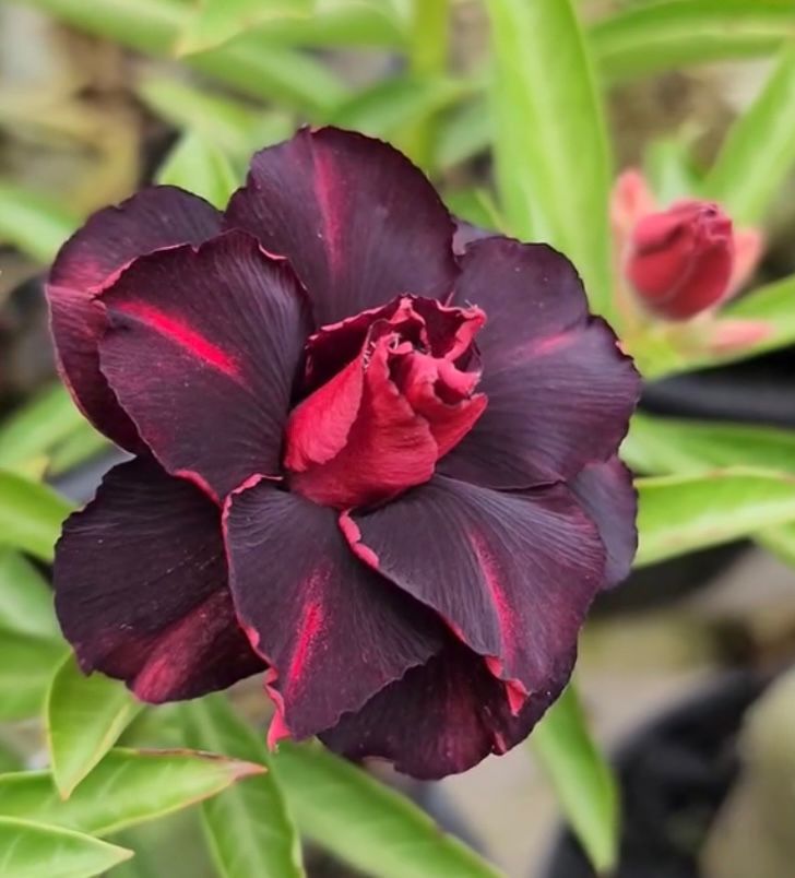 Podadinha - Rosa do Deserto Crista (Negra)