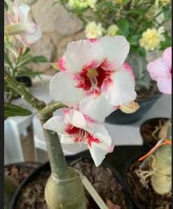 Podadinha - Rosa do Deserto Lucky White (Branca Buque)