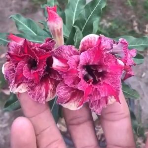 Podadinha - Rosa do Deserto Ouro Mil (Pink)