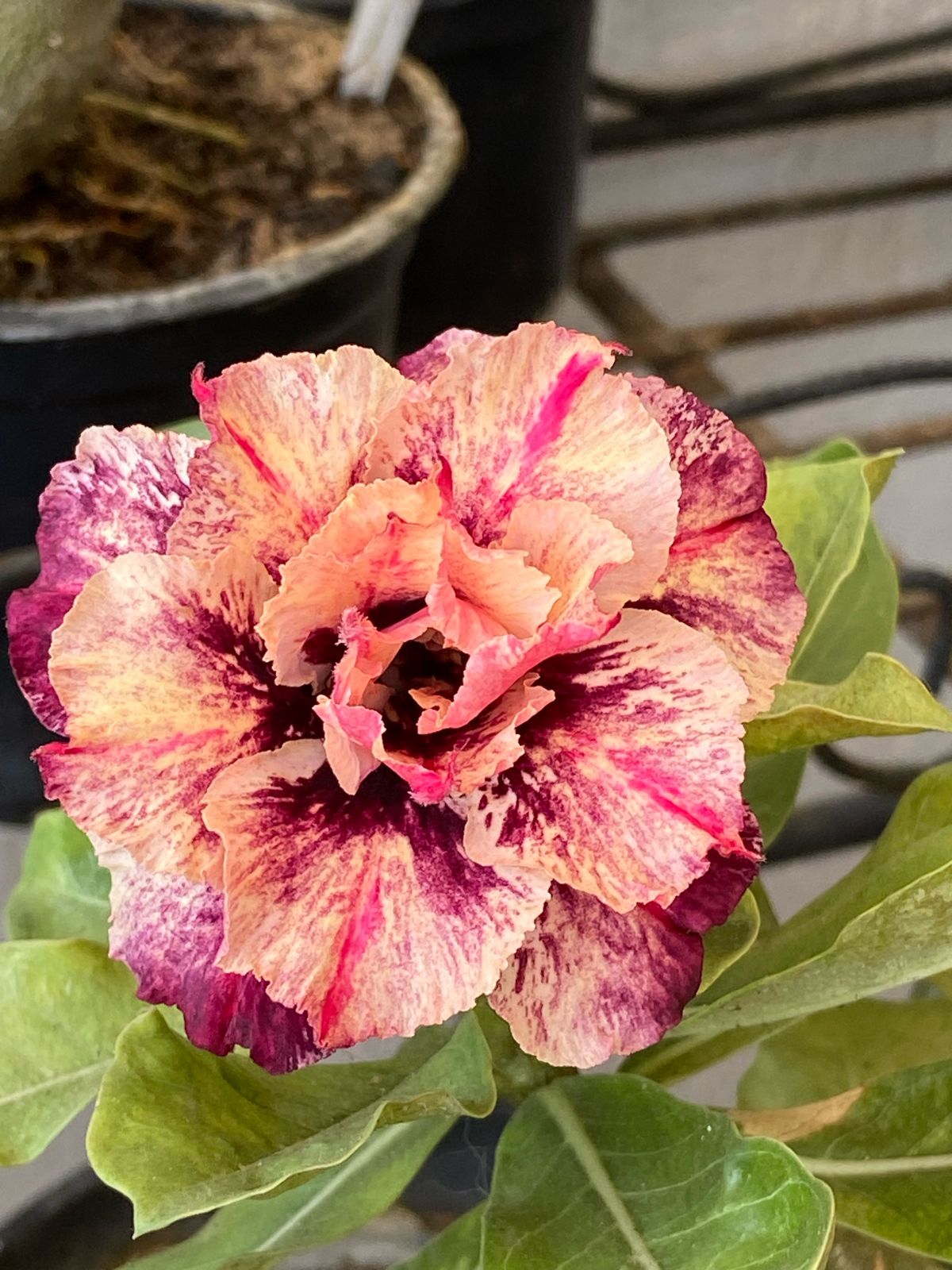 Podadinha - Rosa do Deserto Respect (Mesclada)