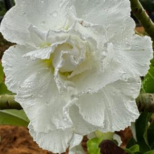 Podadinha - Rosa do Deserto White House (Branca)
