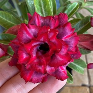 Podadinha - Rosa do Deserto Mah Nee Nate (Vermelha Perfumada)