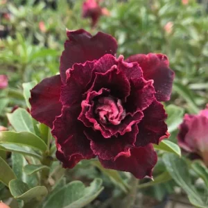 Podadinha - Rosa do Deserto Violet Night (Vinho Florífera)