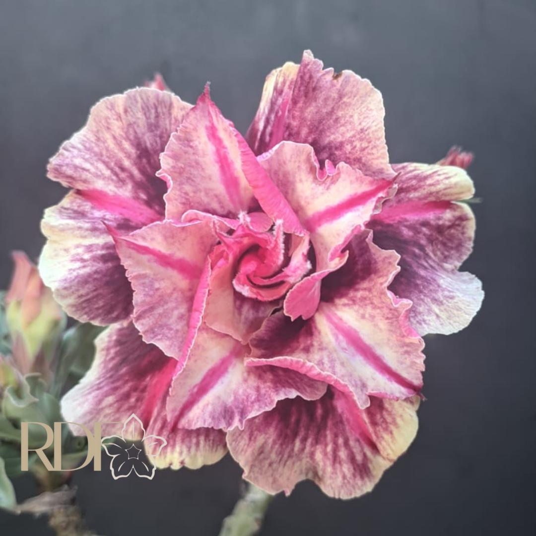 2809 26 Rosa do Deserto Luxury - Imagem 2