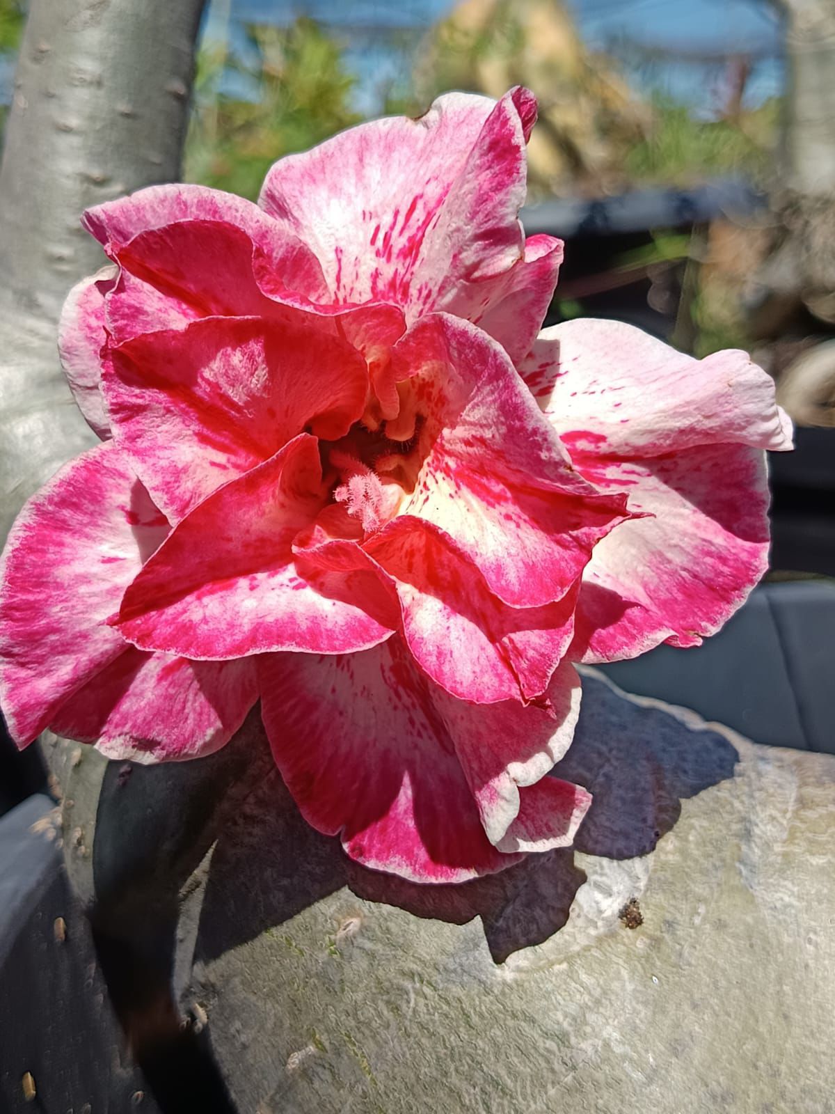 Podadinha - Rosa do Deserto Pola (Rosa Florífera)
