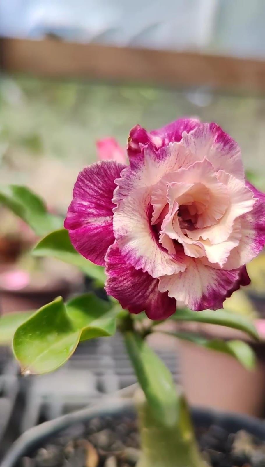 Podadinha - Rosa do Deserto Encantus (Roxa Mesclada) - Imagem 2