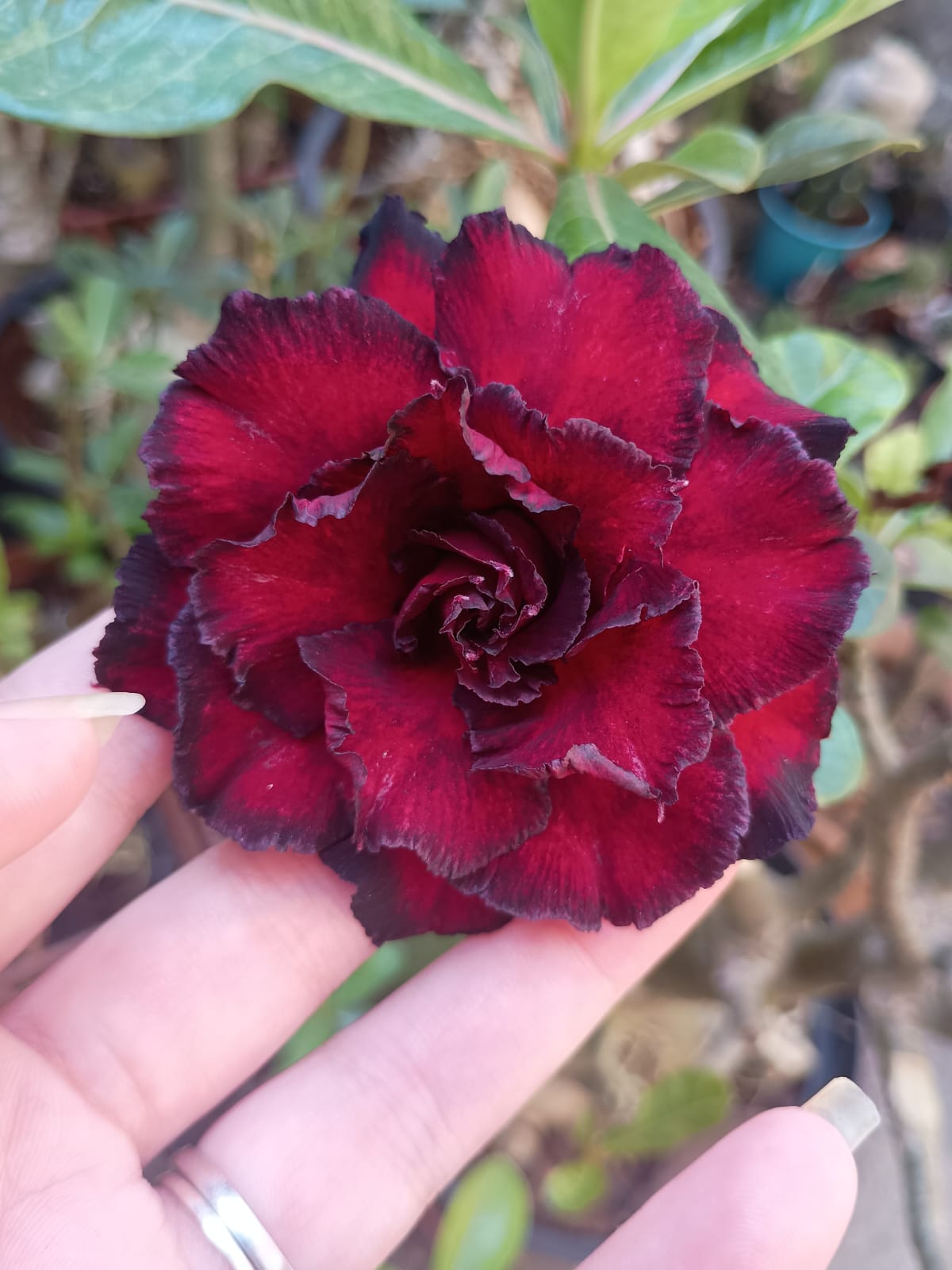 Podadinha - Rosa do Deserto Black Dragon (Negra)