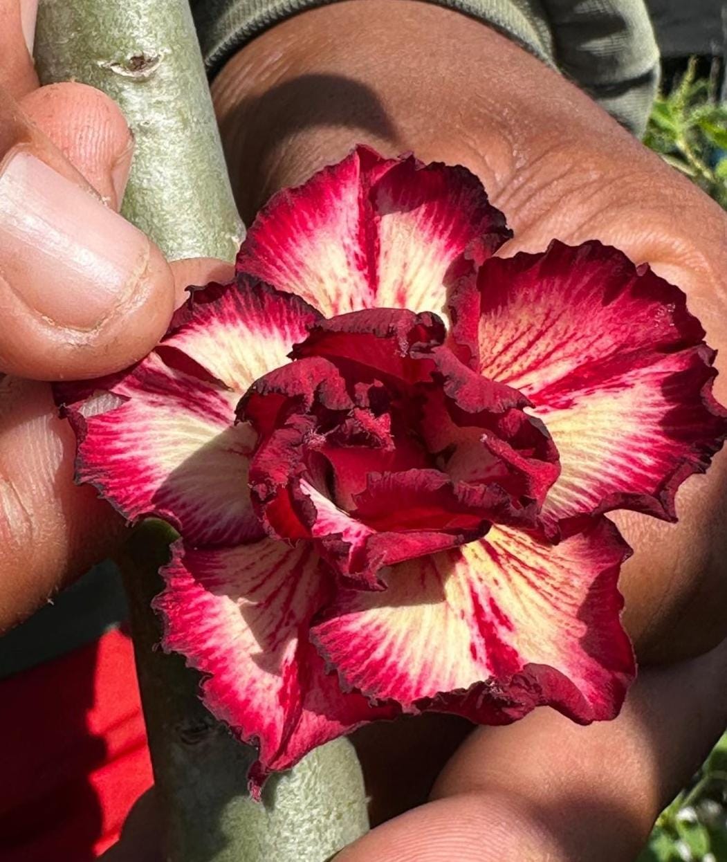 Podadinha - Rosa do Deserto Filó 2 RDF (Vinho, Branca Florífera)