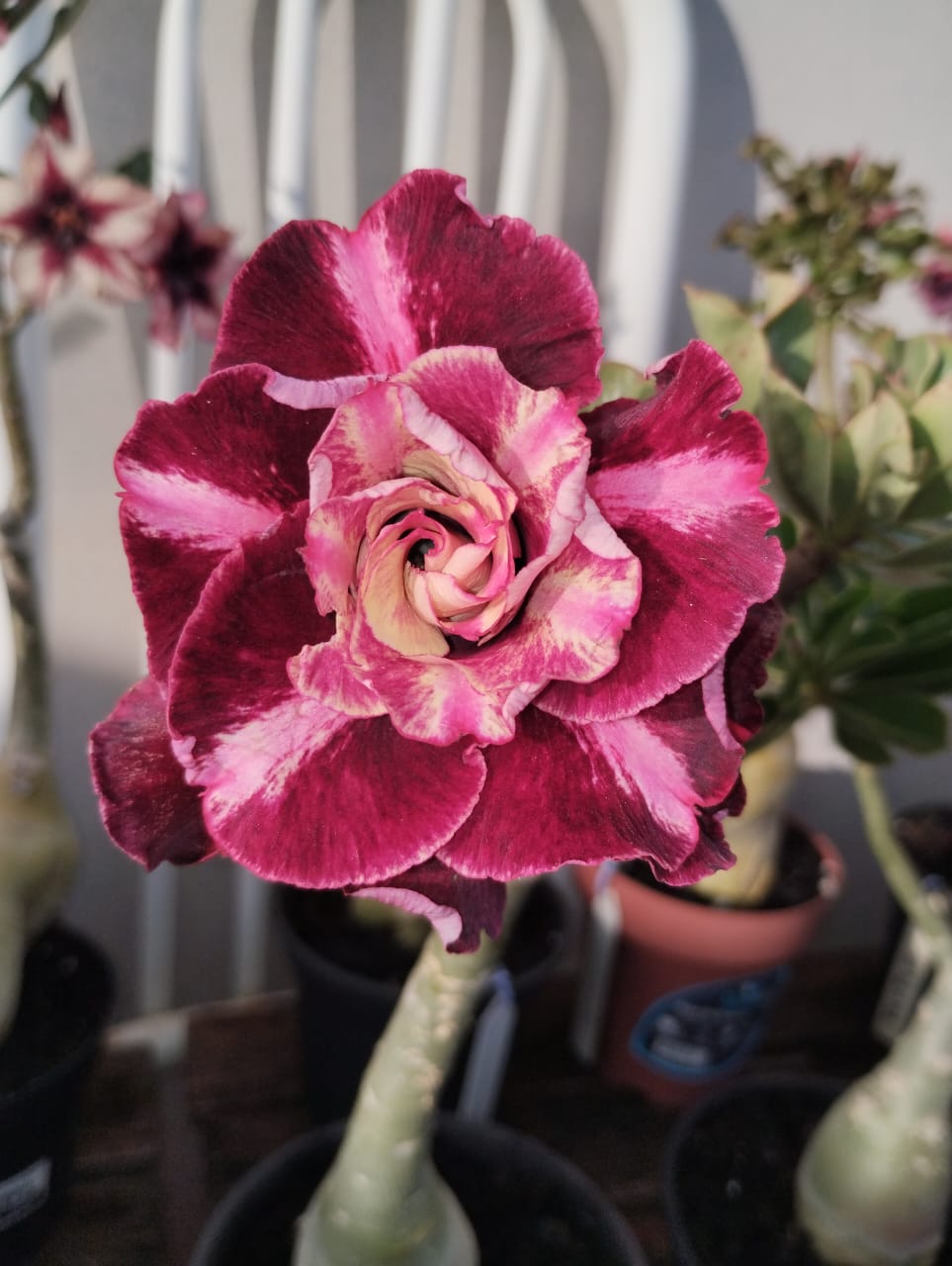 Podadinha - Rosa do Deserto Van Helsing (Vinho Florífera) - Imagem 2