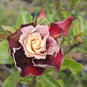 Podadinha - Rosa do Deserto Incrédibles 2 (Vinho Florífera)