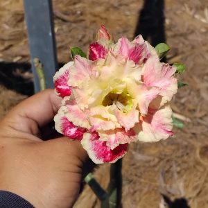 Podadinha - Rosa do Deserto Buttercup (Botão de Ouro) (Amarela)