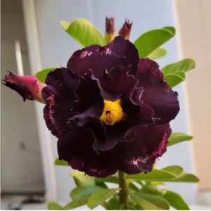 Podadinha - Rosa do Deserto Blue Label