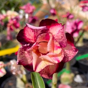 Podadinha - Rosa do Deserto Spartacus (Mesclada)