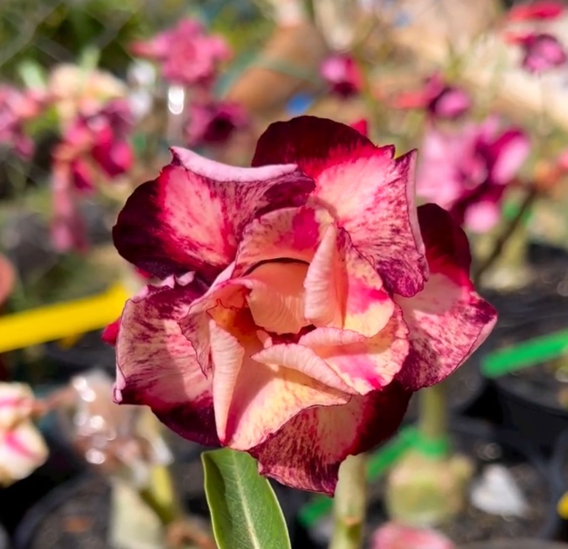 Podadinha - Rosa do Deserto Spartacus (Mesclada)