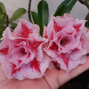 Podadinha - Rosa do Deserto LM 98 (Pink)