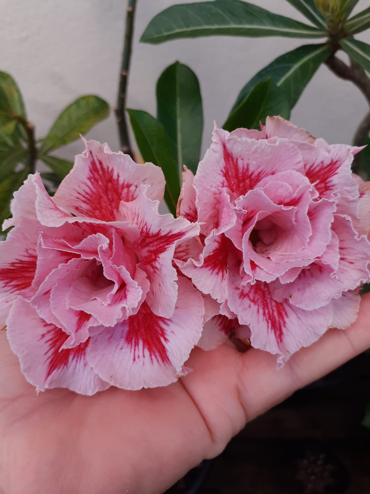 Podadinha - Rosa do Deserto LM 98 (Pink)