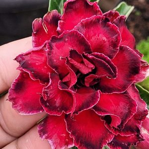 Podadinha - Rosa do Deserto Dalila de Sansão(EV117) (Mesclada)