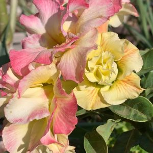 Podadinha - Rosa do Deserto La Nina (Amarela)