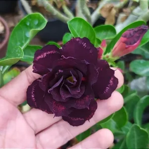 Podadinha - Rosa do Deserto Turandot (Vinho Florífera)