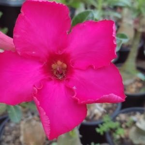 Podadinha - Rosa do Deserto Mana Roa (Pink)