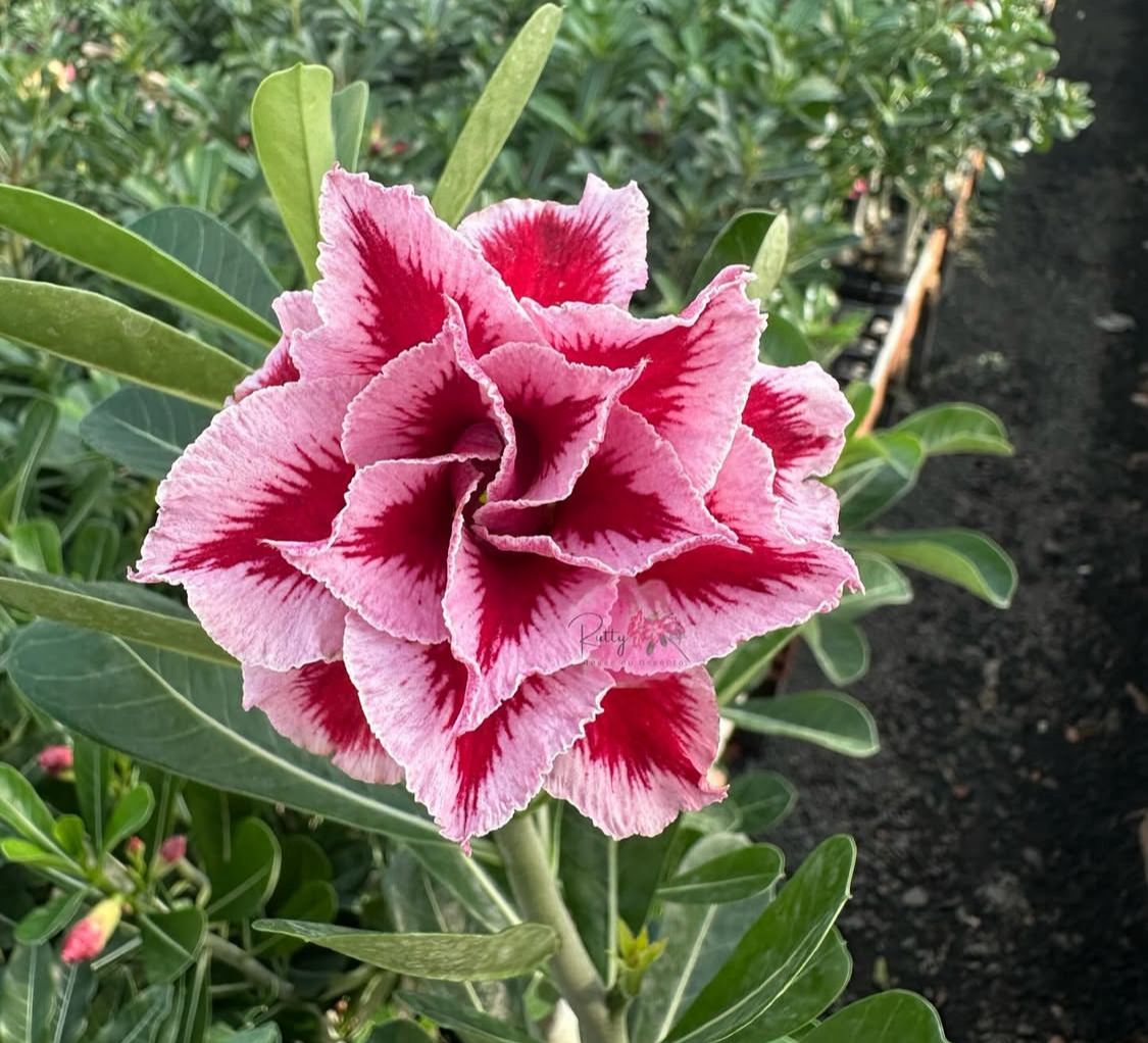 Podadinha - Rosa do Deserto LM 2 (Rosa Florífera)