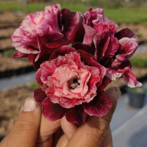 Podadinha - Rosa do Deserto Nebula Buquê (Mesclada)