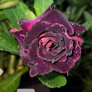 Podadinha - Rosa do Deserto MR 44 (Negra)