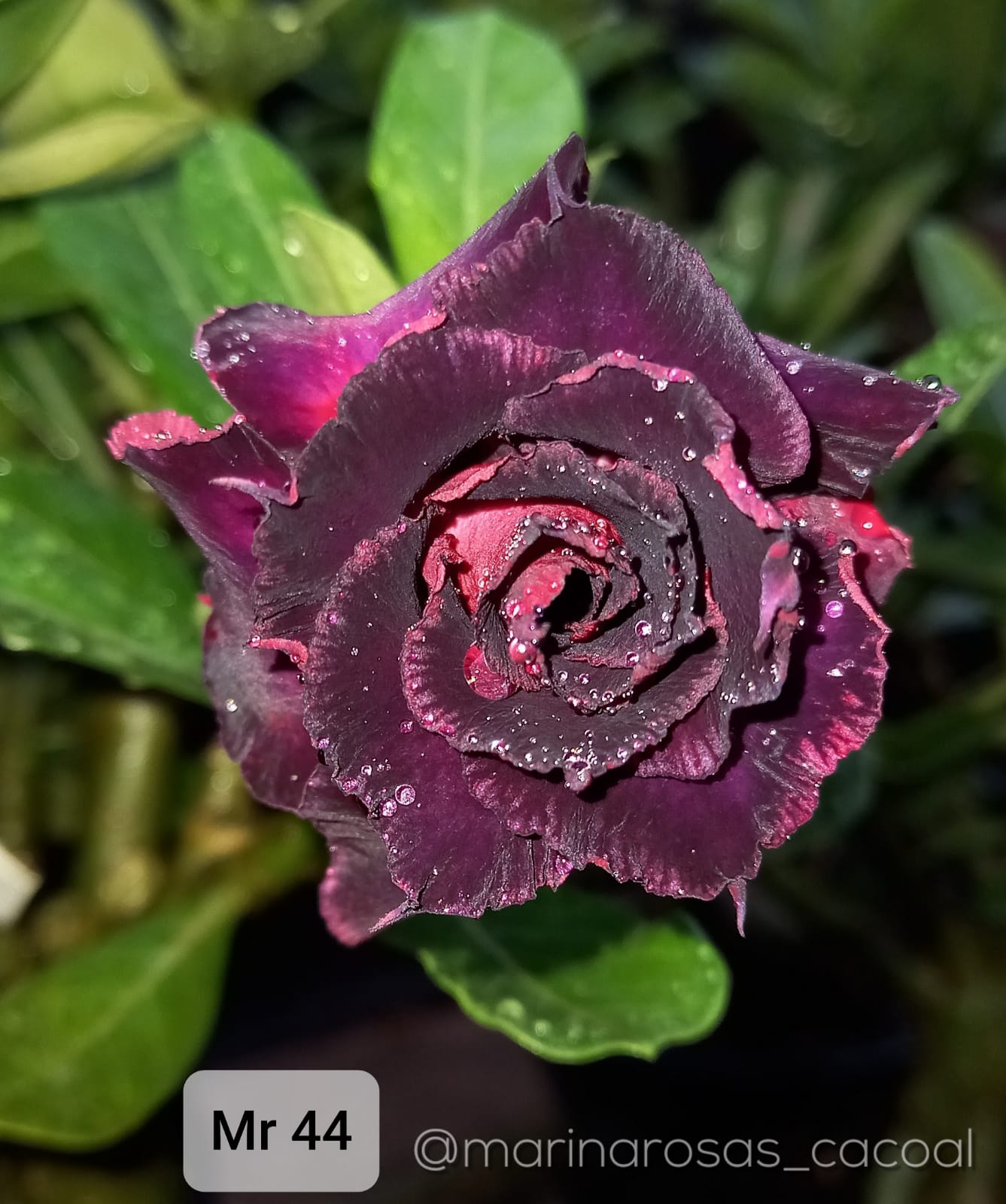 Podadinha - Rosa do Deserto MR 44 (Negra)