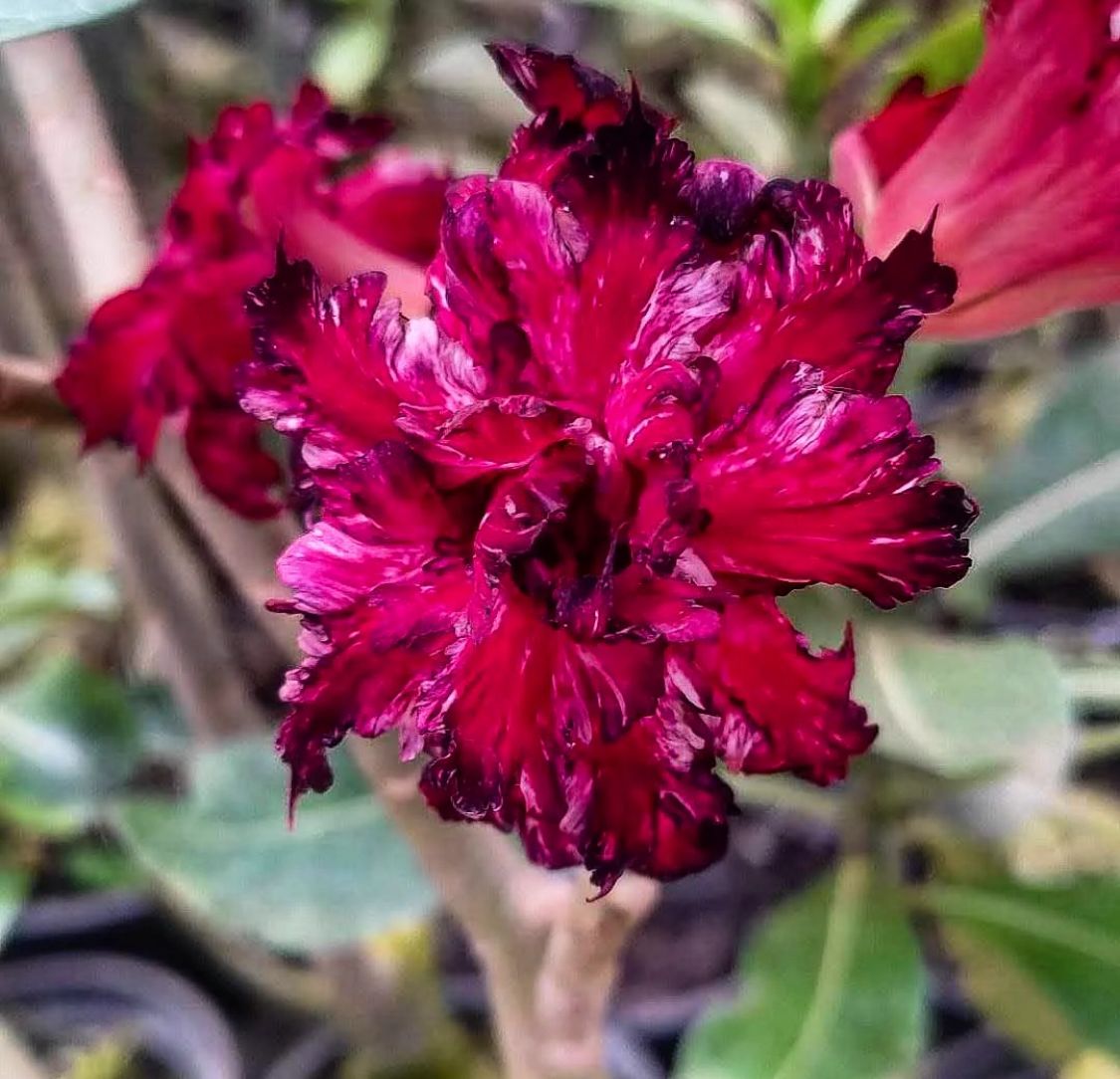 Podadinha - Rosa do Deserto Meteoro