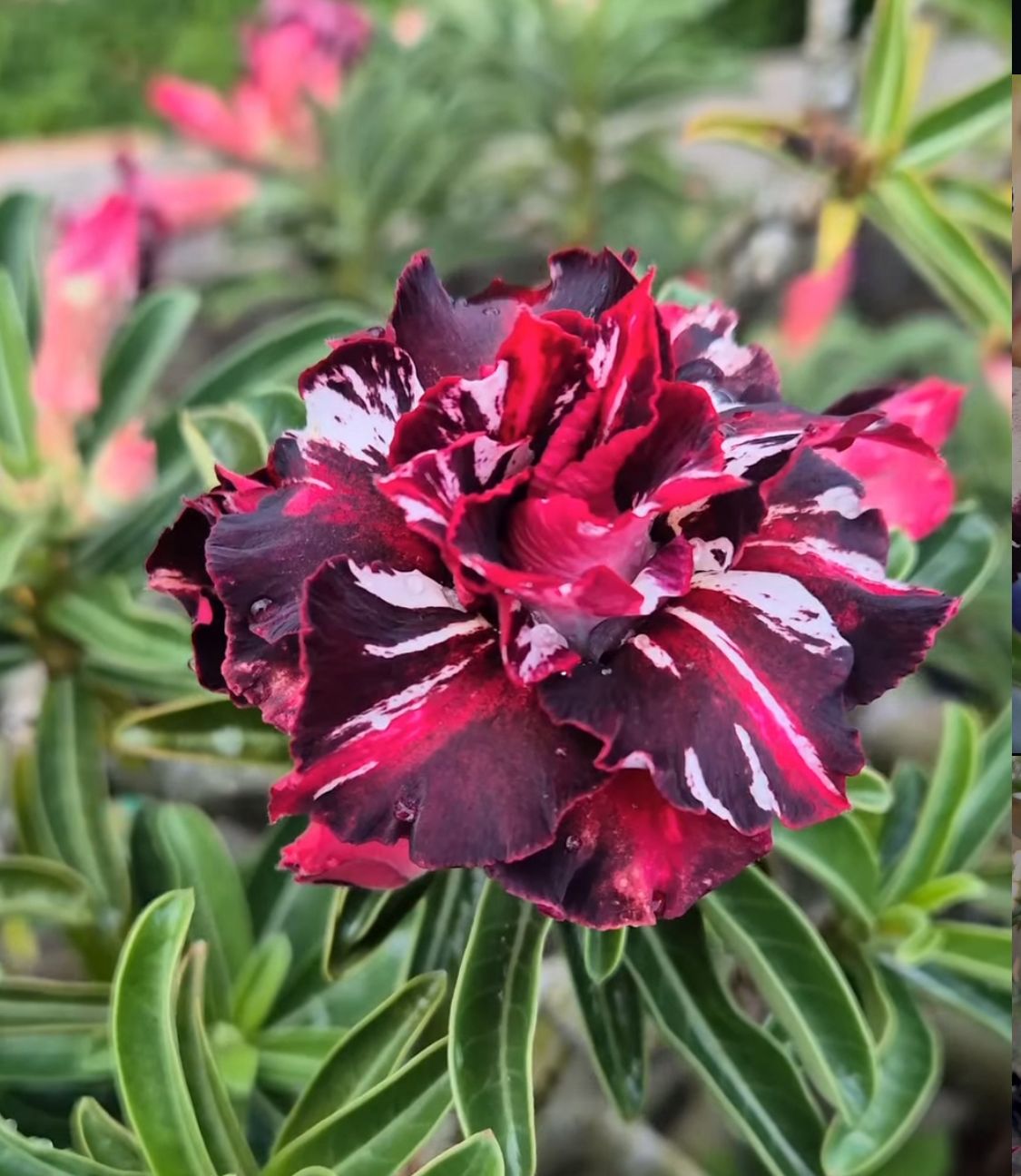 Podadinha - Rosa do Deserto Ferrari Black