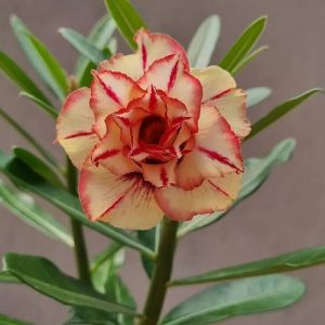 Podadinha - Rosa do Deserto Lk 528