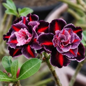 Podadinha - Rosa do Deserto Krysla