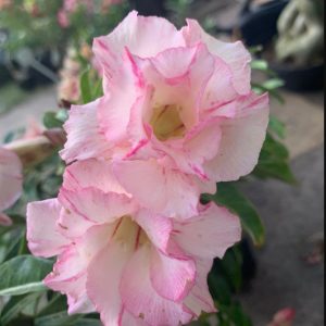 Podadinha - Rosa do Deserto Blend