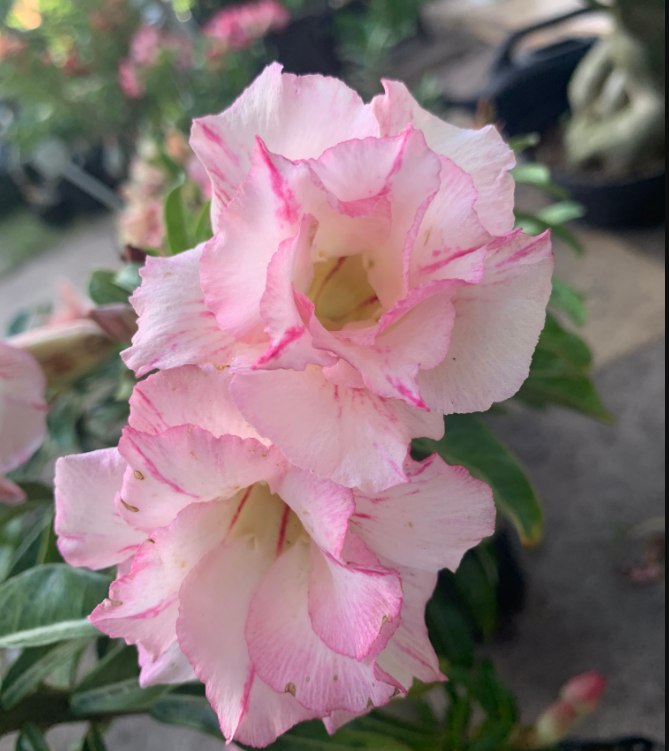 Podadinha - Rosa do Deserto Blend