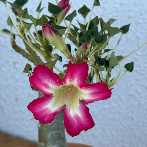 Podadinha - Rosa do Deserto Fiona - Leaf Spoon (Pink Mutante)